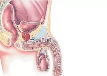 Penis Kanseri Evreleri Nelerdir?