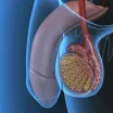 Testis Kanserinde Aktif İzlem Tedavisi