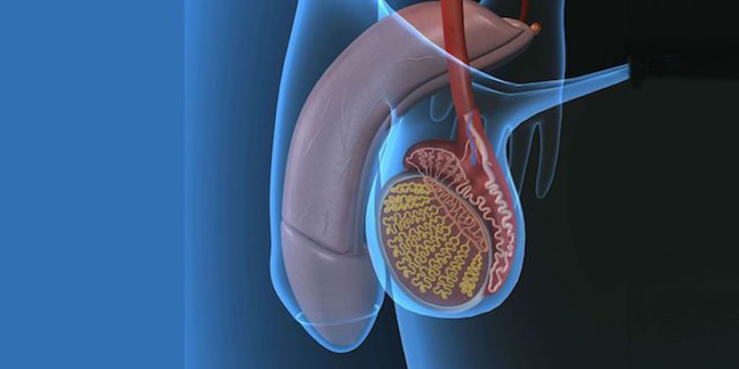 Testis Kanserinde Aktif İzlem Tedavisi