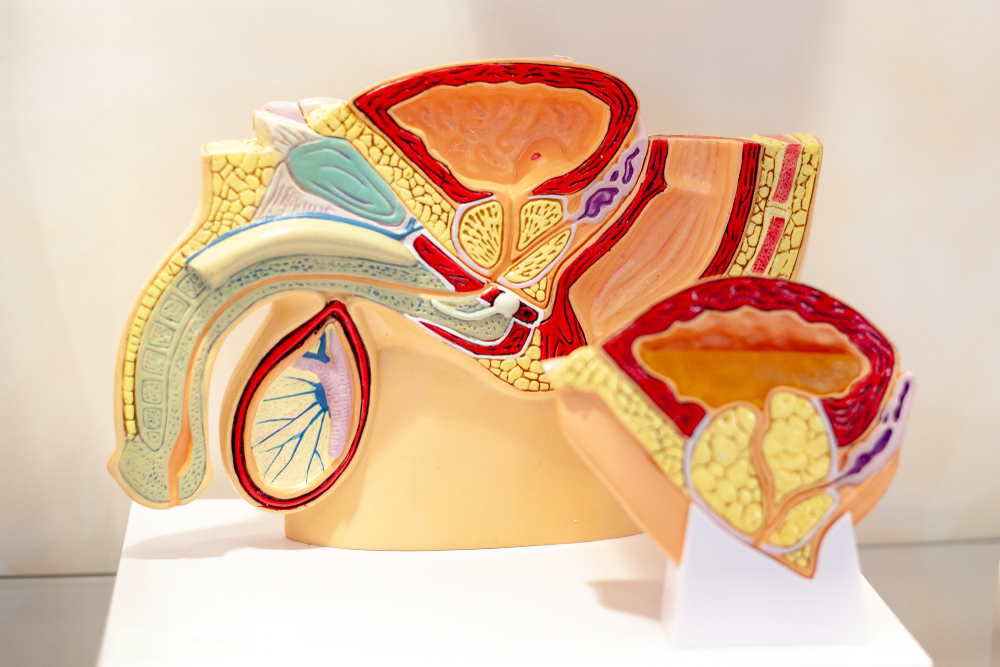 Vazektomi Nedir? Vazektomi Nasıl Yapılır?