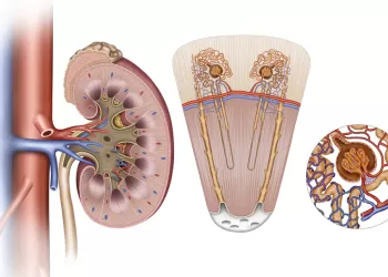Üretra Darlığı Nedir? Neden Olur?